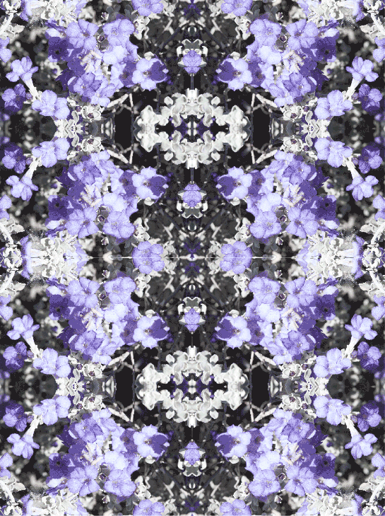 Purple-Flower-68-69